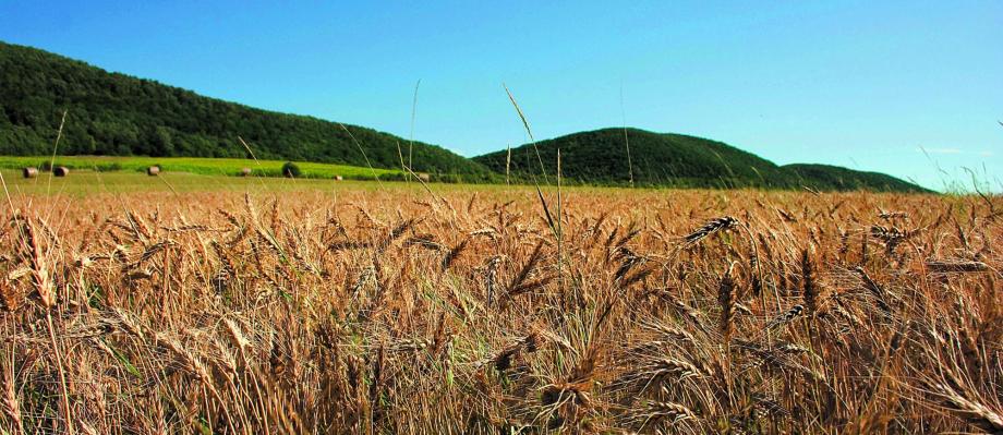 Spelt growing at Stoneybrook Farm in Hillsboro, VA
